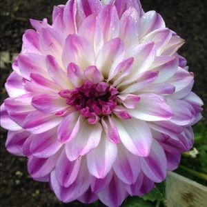 Meet your Posher, Hill